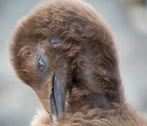 Close up of a fluffy brown king penguin chick