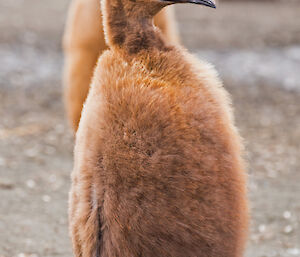 A mostly brown and fluffy king penguin chick begins to fledge, showing white feathers just above its feet