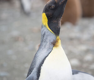 A mostly fledged king penguin with just a little bit of down left