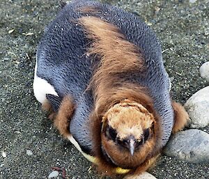 A mostly fledged king penguin with what looks like a hairy back