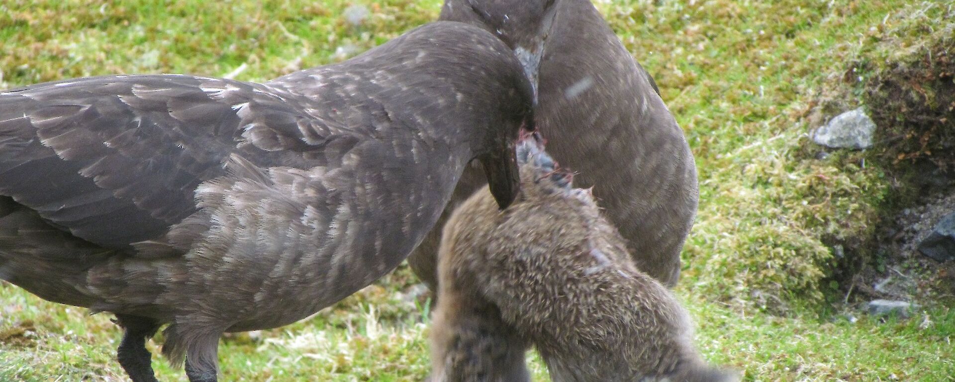 Skuas with young rabbit