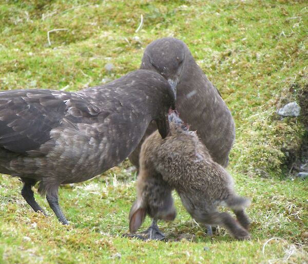 Skuas with young rabbit