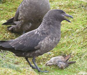 Skuas with young rabbit