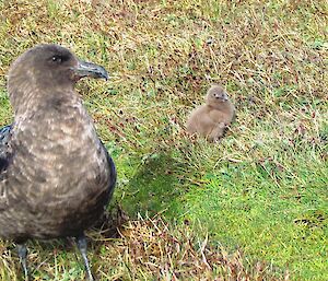 Skua parent with chick