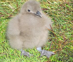 Young skua chick