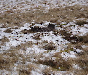 Skua nest in the snow