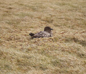 Skua nesting in short grass