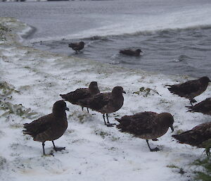 Skuas at Island Lake