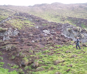 2011: rabbit devastated coastal slope at Handspike Point