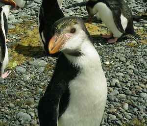 Royal penguin at Green Gorge