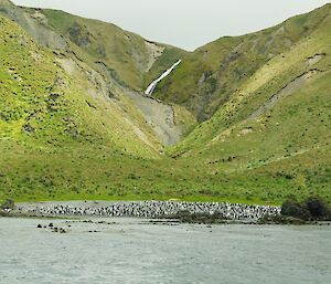 Royal penguin colony at Red River waterfall