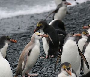 This unusual royal penguin at Sandy Bay shows a "dilute" feather pigmentation mutation