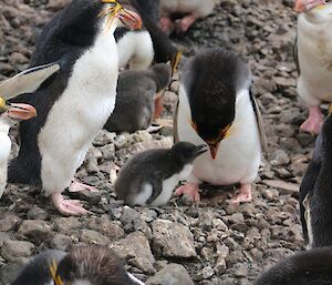 Royal penguins at Sandy Bay are now feeding rapidly growing chicks