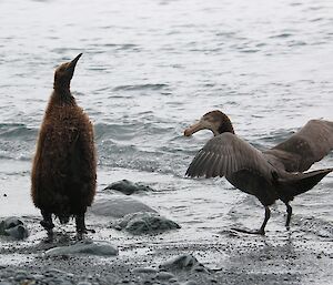 Giant petrel and king penguin chick on beach