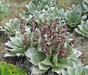 Macquarie Island daisy (Pleurophyllum hookeri)in flower