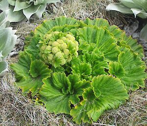 Macquarie Island cabbage (Stilbocarpa polaris) in flower