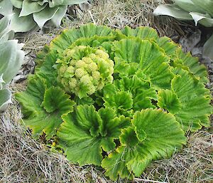 Macquarie Island cabbage (Stilbocarpa polaris) in flower