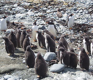 Gentoo penguins with creched chicks on the beach