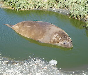 Young elephant seal in a wallow