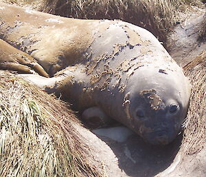 Sub-adult elephant seal moulting ashore