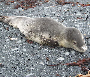 A young leopard seal at Macca this week