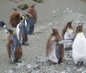 Last year’s king penguin chicks in various stages of moulting into adult plumage