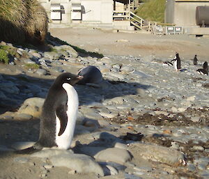 An unusual visitor to Macca: an Antarctic Adelie penguin