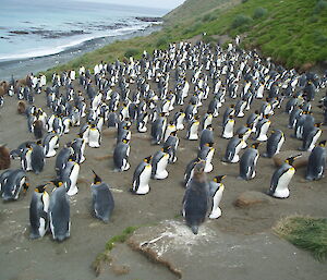 King penguins at Gadget’s Gully with incubating eggs