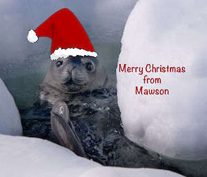 A Mawson Christmas card featuring a Weddell seal wearing a Santa hat
