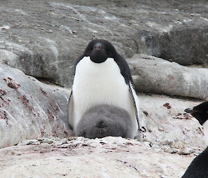 The rear end of a fluffy grey Adelie penguin chick trying to hide under its parent’s brood pouch