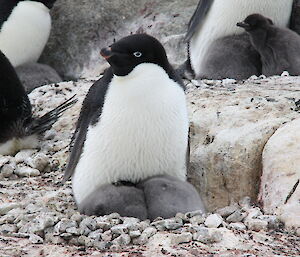 Two fluffy grey chicks being looked after by the parent penguin
