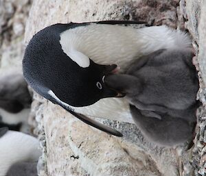 A chick’s head lost in its parent’s mouth whilst feeding