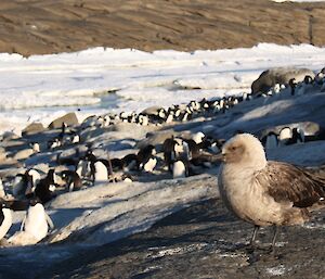 A skua in the foreground with a slightly out of focus view of the large penguin colonies behind