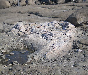 A roughly circular white piece of rock containing sapphirine amongst the darker brown charnockite