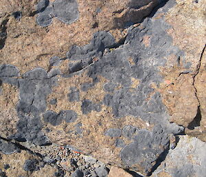 A black lichen adhered closely to the rock