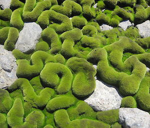 Moss in a gully with significant snow melt in summer