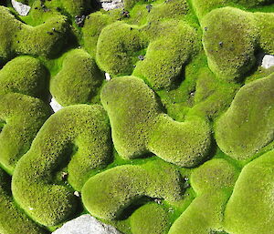 Green moss with many twisting folds
