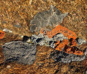 Various coloured lichens