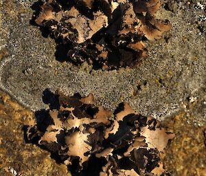 A brown lichen with a crinkled leaf-like appearance