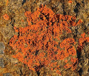 The very distictive and clearly visible orange lichen