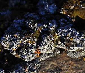 Different coloured lichen
