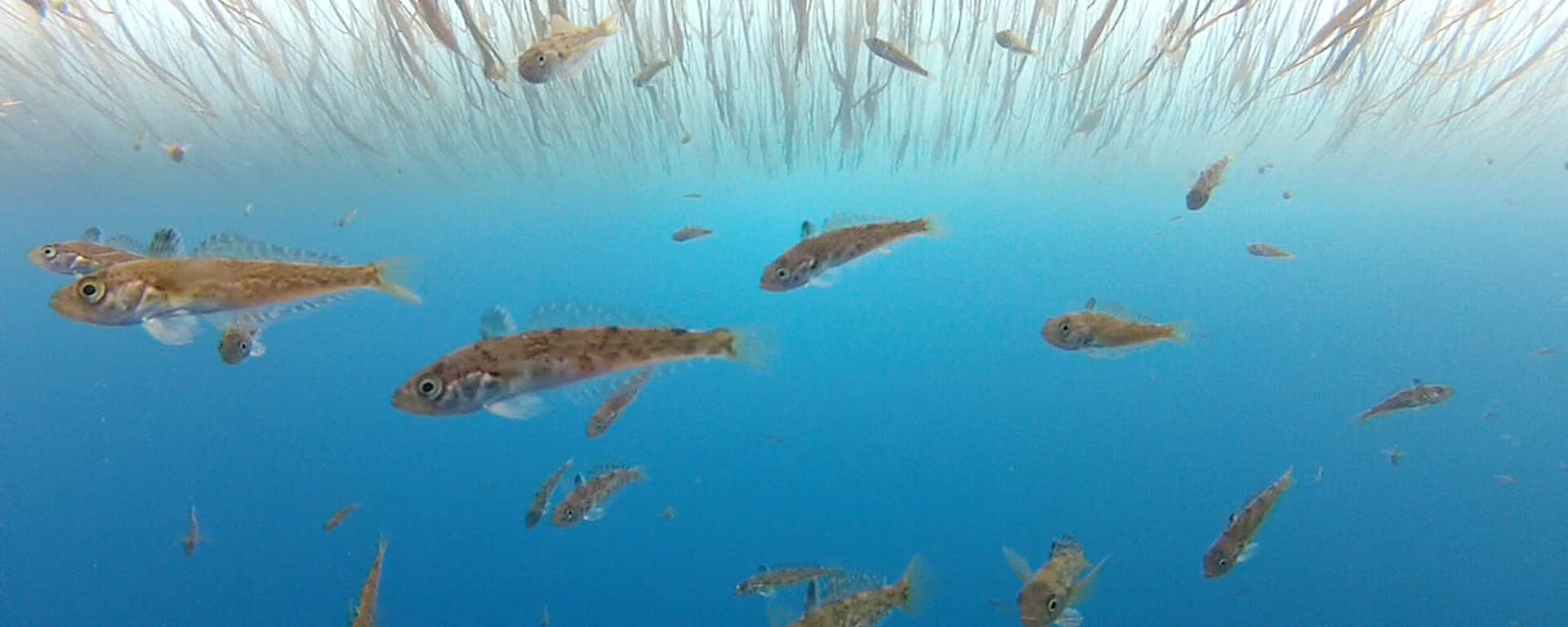 Fish and ‘grass-like’ growth on the under surface of the sea ice