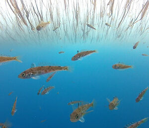 Fish and ‘grass-like’ growth on the under surface of the sea ice