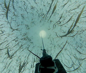 Fabricated gear, cable, hole in the sea ice and "grass-like" growth