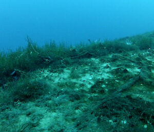 Sea spider in the lower left of the photo, also starfish and tube worms