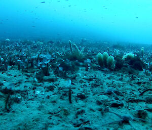 At 60m there rea tube worms on the bottom with fish above but on the bottom there are also starfish with plump bodies and slender legs