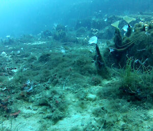 Tube worms under the Antarctic ice