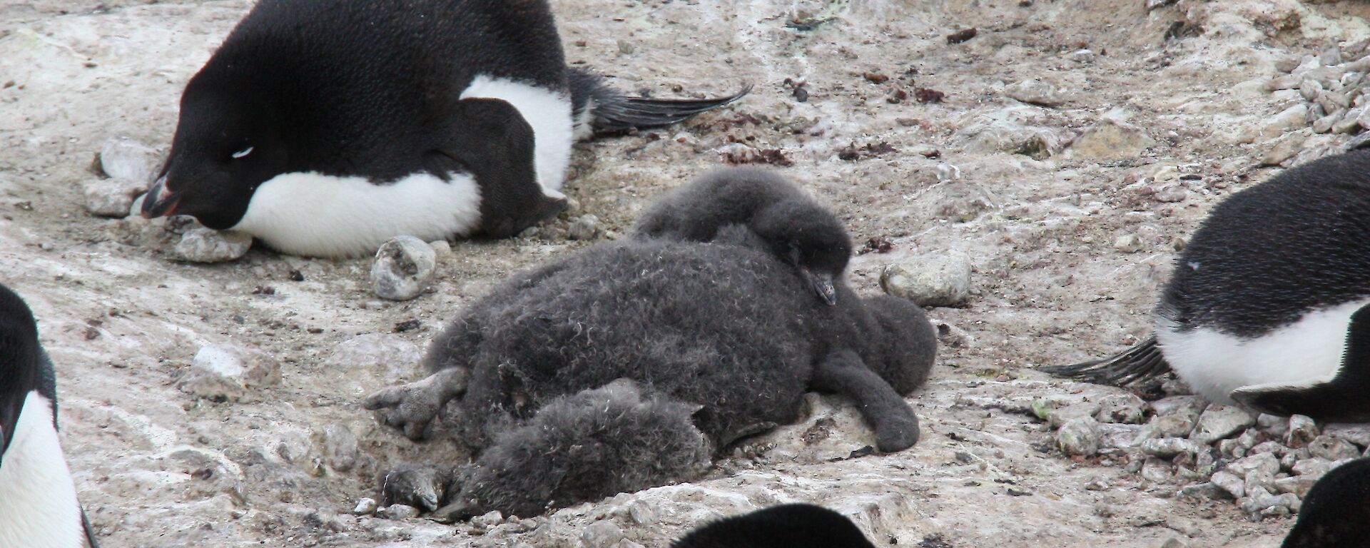 Adelie penguin chicks nestling up to a dead chick