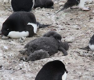 Adelie penguin chicks nestling up to a dead chick