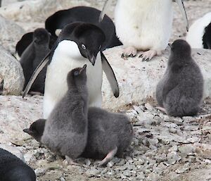 Three well fed Adelie penguin chicks and one parent
